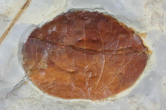 Detailed Fossil Leaf (Zizyphoides) - Montana #75490